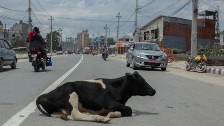 राष्ट्रिय जनावरको यो हालत