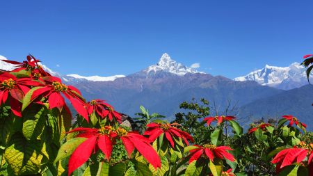 फुल्नै छोड्यो लालुपाते