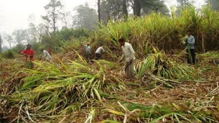 किसानलाई राज्यले यसरी ठगिरहेको छ