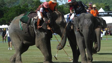 पर्यटक प्रवद्र्धनका लागि ‘चितवन हात्ती महोत्सव’