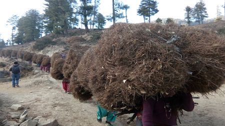 मलका लागि सोतरको जोहो गर्दै मुगुका महिला