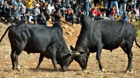 तारुका र बेत्रावतीमा अठ्ठाइस हल गोरु जुधाइने