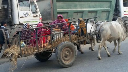 बयलगाडामा बिरामी !