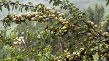 क्यान्सर रोक्न नासपातीको नियमित प्रयोग गर्नुहोस्