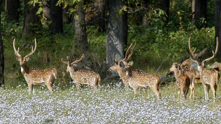 म्याग्दीका हिमाली भेगबाट बसाइँ सरे कस्तुरी मृग