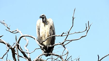 सेतो डङ्गुर गिद्ध : विश्वकै सम्पत्ति