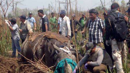 गैँडा स्थानान्तरण कार्य सुरु