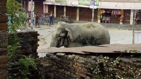 हात्तीका लागि वृद्धाश्रम !