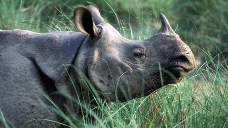 गैँडा मारेको चिन्तामा झोपो बानेर शोक र्‍याली प्रदर्शन