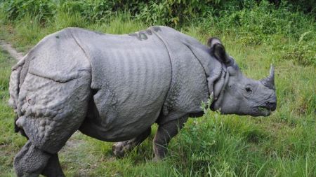 गैंडाको आक्रमणबाट एकको मृत्यु