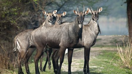 महोत्तरीका आधादर्जन गाउँमा एकैसाथ देखिए सयवढि निलगाई