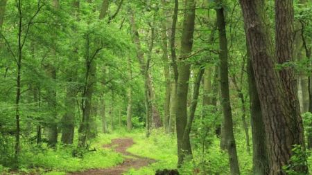 वन पुनःस्थापना अभियान, २८ हजार बिरुवा रोपियो