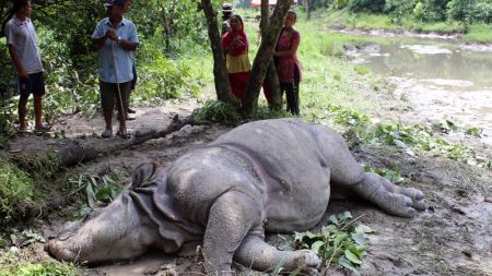 घाँटी भाँचिएर एकसिङ्गे गैँडा मर्यो