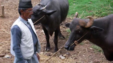 बकेर्नु भैँसीपालनतर्फ कृषक आकर्षित