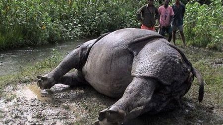 मानवीय कारणले २५ गैडा मरे