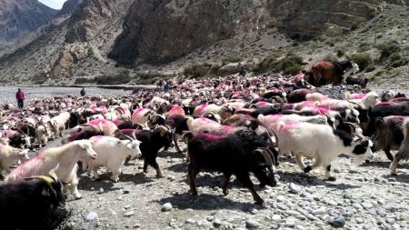 असोजको पहिलो सातामा च्याङ्ग्रा आइसक्ने