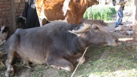 गाईको दुध कि भैसीको दुध प्रयोग गर्दै हुनुहुन्छ ? यस्ता छन् फरक