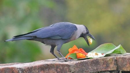 कागलाई नेपालमा पूजा, अरु देशमा भने नियन्त्रण अभियान !