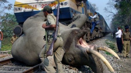 बाटो काट्ने क्रममा गर्भवतीसहित पाँच हात्तीको मृत्यु