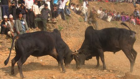 नुवाकोटमा जुध्दै छन् २८ हल गोरु