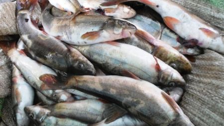 अहिले पनि छामेर र सुँघेरै जाँचिन्छ माछाको गुणस्तर