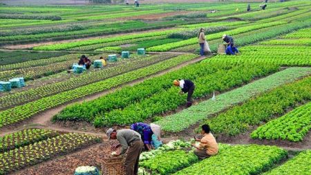 कसैले ऋण नपत्याएपछि तरकारी खेती गर्दा दुःखका दिन विदा