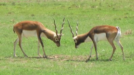 हाडनाता सम्बन्धले कृष्णसार संकटमा