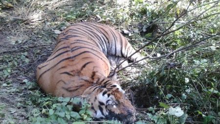 दुर्लभ पाटेबाघ मृत अवस्थामा भेटियो, अर्को बाघसँग जुधेको अनुमान