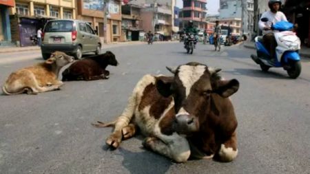 छाडा गाईबाच्छाप्रति पशुअधिकारकर्मीको चिन्ता, व्यवस्थापन र उपचार गर्नेलार्इ पुरस्कृत