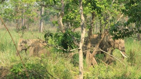 फेरि मात्तियो ध्रुवे हात्ती