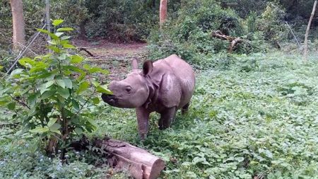 सौराहाको ‘केटो’लाई चीन पठाउने तयारी