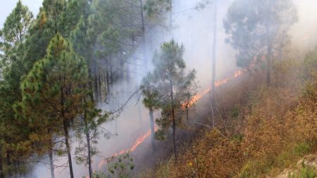 डढेलो नियन्त्रण गर्न वन कार्यालयहरूलार्इ वन बिभागको निर्देशन