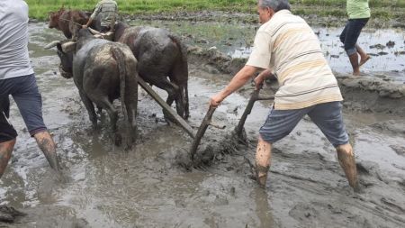 गोरु जोतेपछि डा. बाबुरामकाे अनुभवः समृद्ध नेपाल सम्धीको गफ मात्रै !