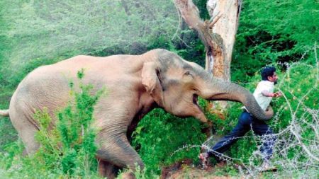 हात्तीको आक्रमणबाट बाबु छोराको मृत्यु