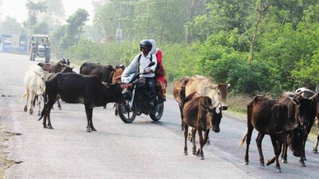 पशुपन्छी सडकमा छाडे तीन महिना कैद