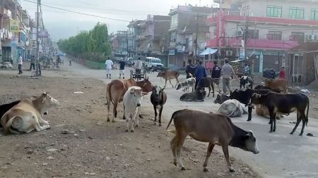 छाडा पशु नियन्त्रण गरिने