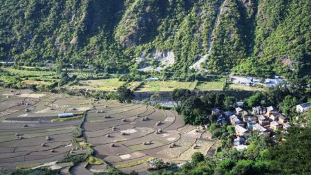 बझाङमा २० प्रतिशतले धान उत्पादनमा वृद्धि 