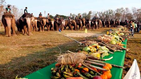 पुस ११ गतेदेखि चितवनमा हात्ती महोत्सव