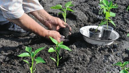 विद्यार्थी पढाउने अभिभावकलाई फलफूलका बिरुवा