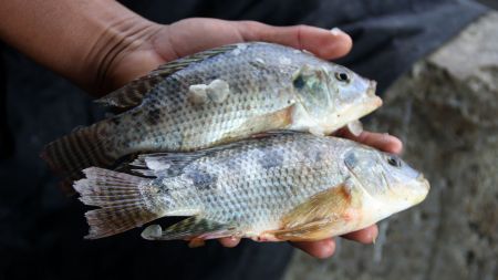 नयाँ प्रजातिका माछा भित्रिएसँगै रैथाने माछा लोप हुँदै