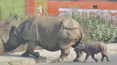 बजार डुल्ने केटो मृत फेला  