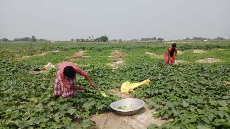 बगरमा लहराउँदै बेमौसमी तरकारी