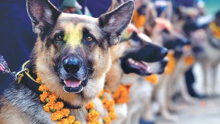 जान्नुहोस्, कुकुरको दिसाबाट यस्ता रोग निम्तिन्छन्