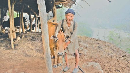 उमेर ८०, सय बढी गाई–बाख्रा पालन