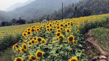 फुल्यो सूर्यमुखी