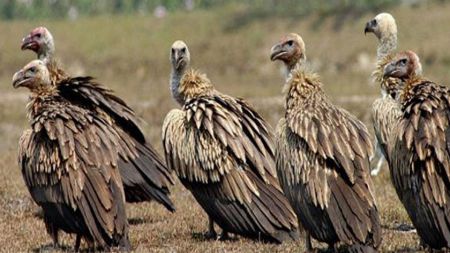 गिद्धले पाएन फूलबाट बच्चा कोरल्ने काममा सफलता