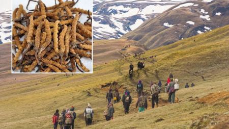 दुई हप्तामा ८ यार्सागुम्बा संकलकको मृत्यु