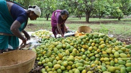 पकेट क्षेत्रमै आँप उत्पादन घट्यो, मूल्य बढ्यो