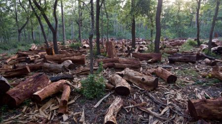 संरक्षणको जिम्मा लिएका समूहले नै वन सखाप पारे 