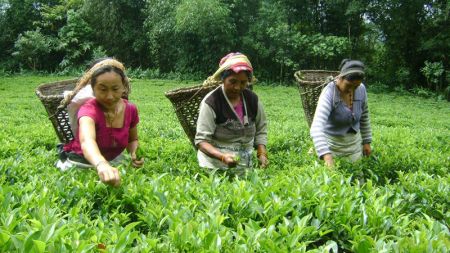 नेपालमै बन्छ किलोकै ३५ हजार पर्ने चिया